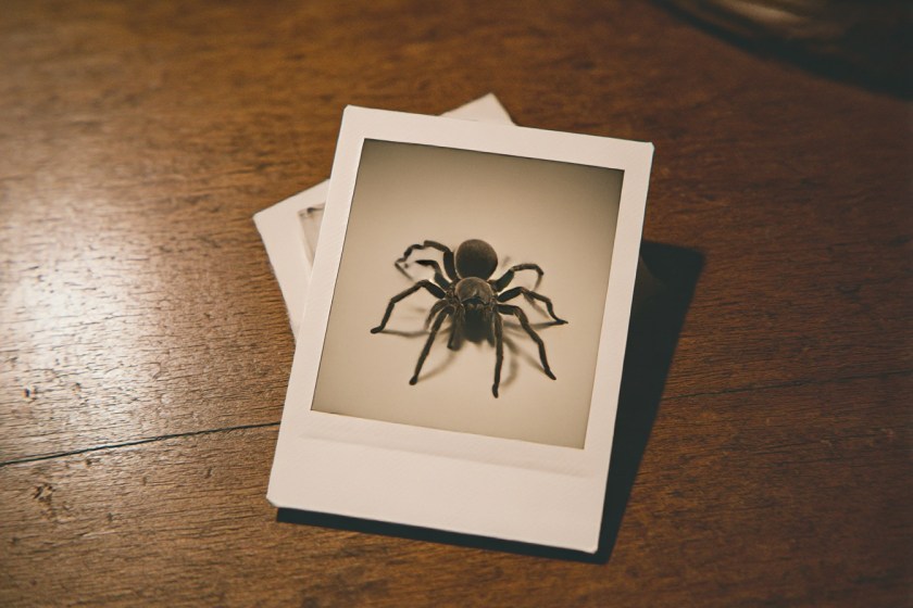 a polaroid photograph on a table revealing your fear of spiders